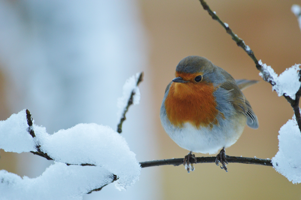 The Robin Song – Mick Brown Folksinger